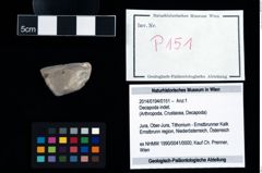 Foto (Objekt + Etikett) von Decapoda indet.  (NHMW-GEO-2014-0194-0151)